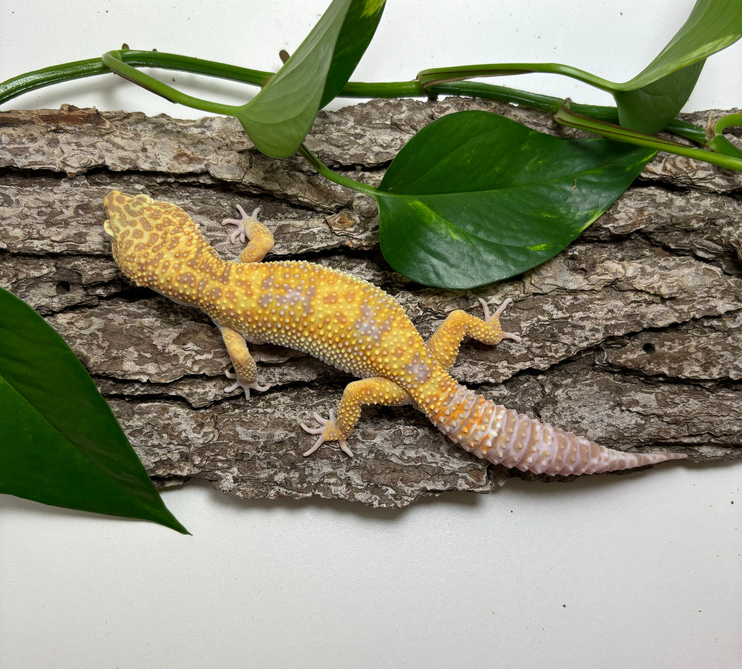 Raptor Leopard Gecko Male TRJ-54