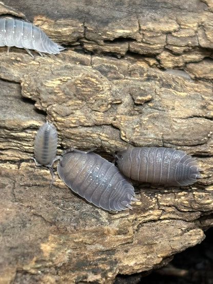 Porcellio Incanus Baeticensis Violet Isopod