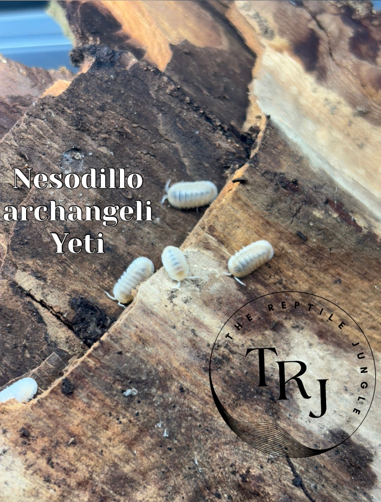 Nesodillo archangeli Yeti Isopods