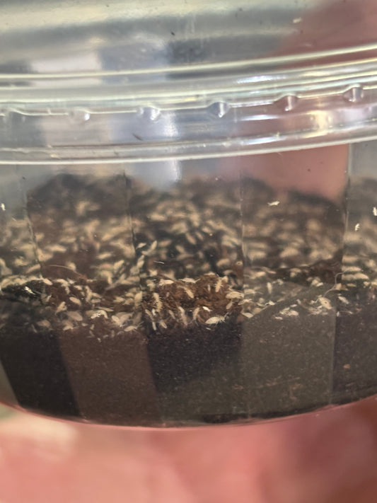 White Springtail Culture