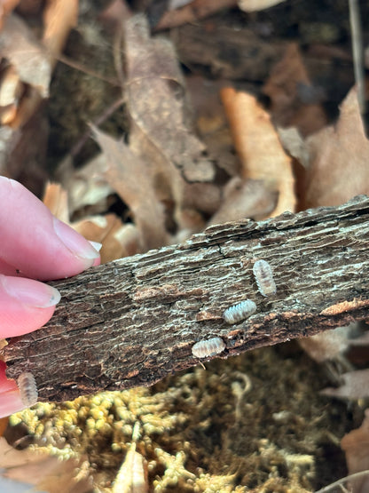 Armadillidium c.f. Marbelized Isopods