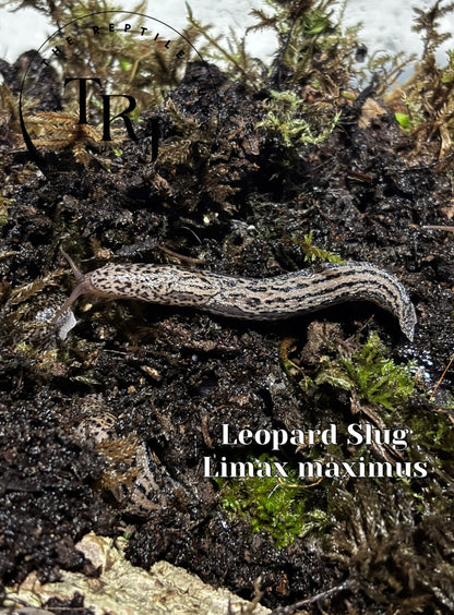 Leopard Slug, Limax maximus