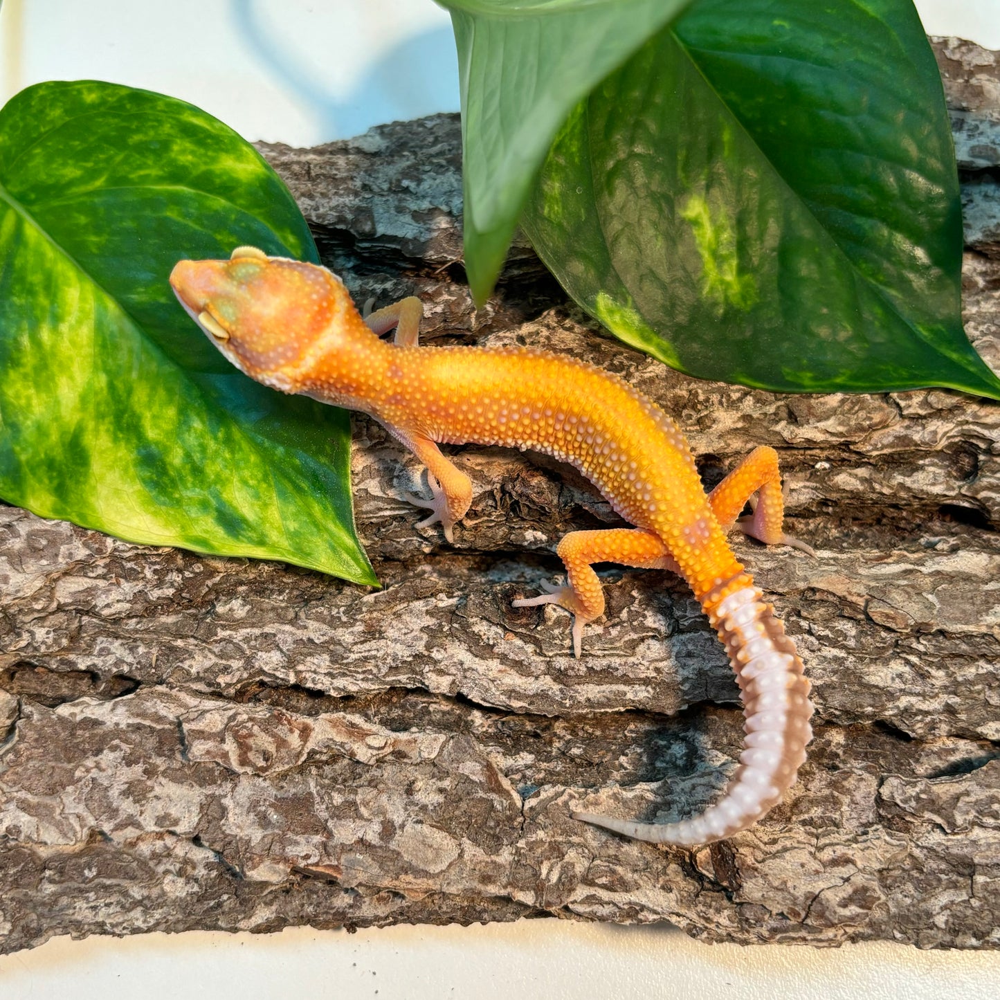 Rainwater Albino Red Stripe Leopard Gecko TRJ-95