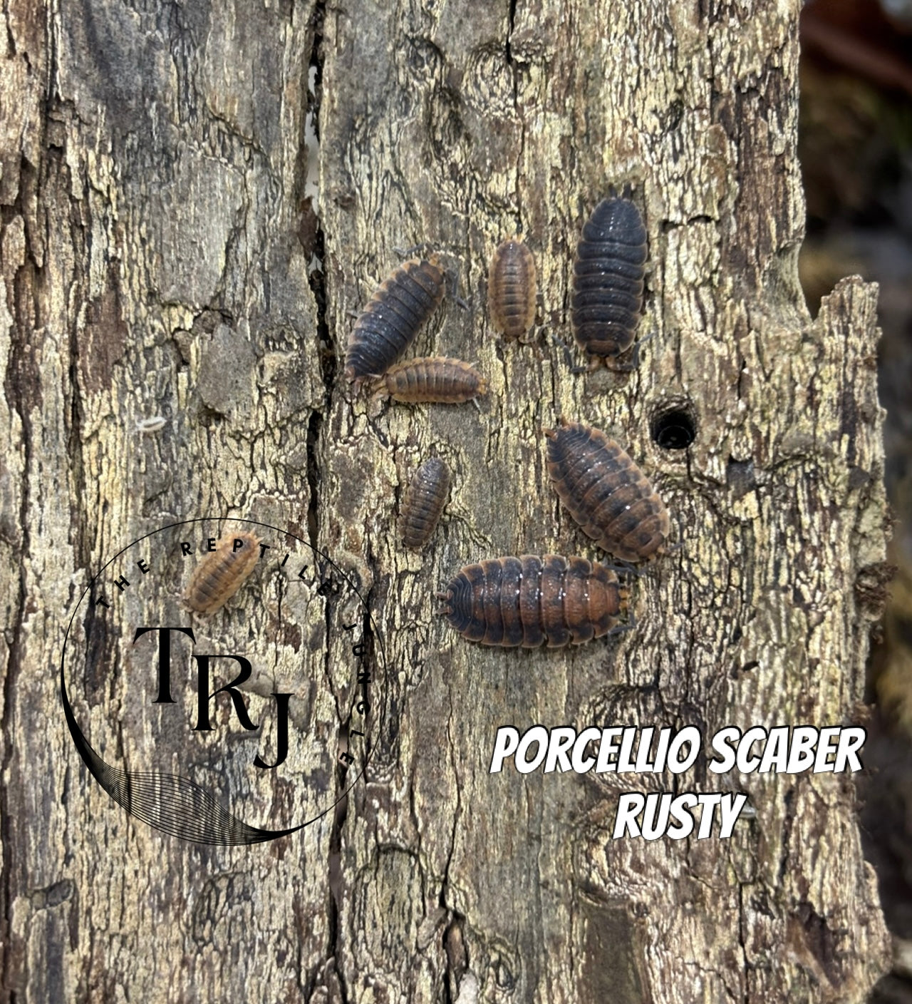 Porcellio scaber rusty Isopod
