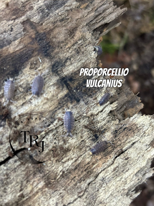 Proporcellio vulcanius Isopods