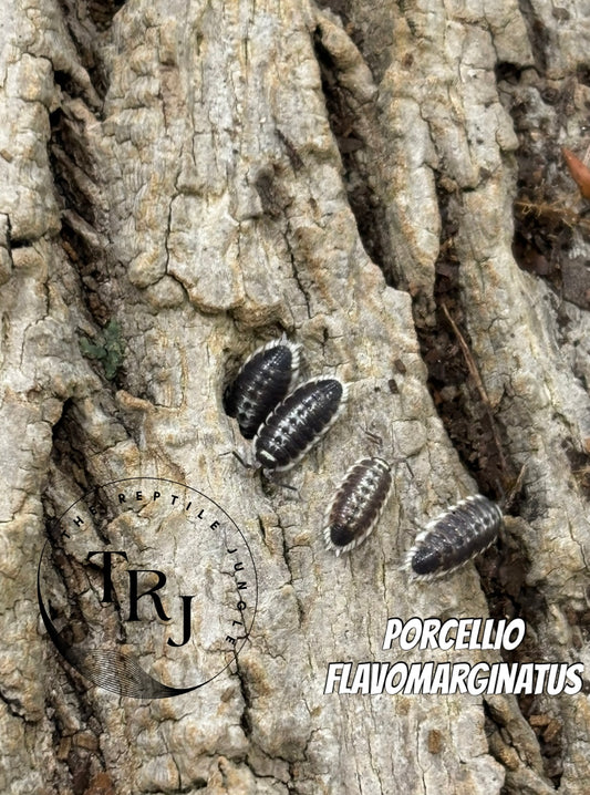 Porcellio flavomarginatus Isopods