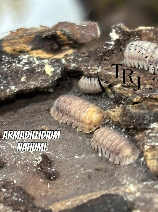 Armadillidium nahumi Isopods