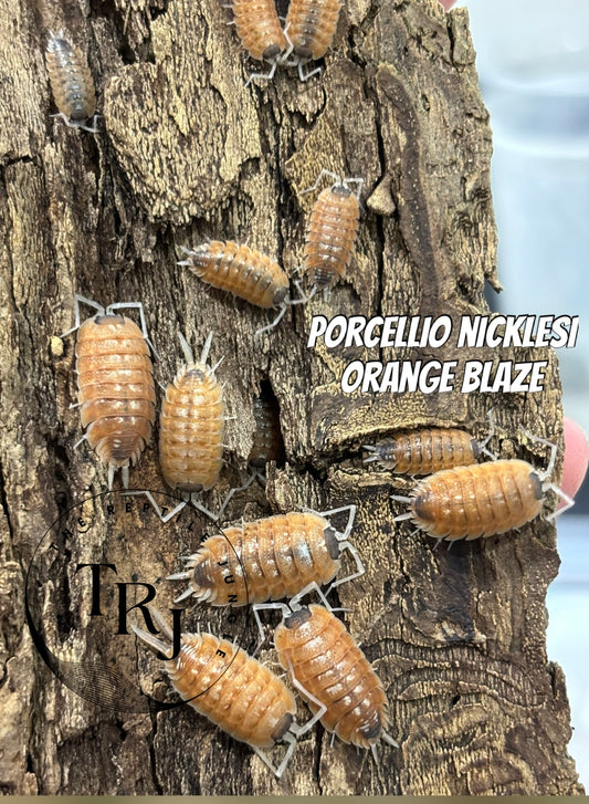Porcellio nicklesi orange blaze Isopods