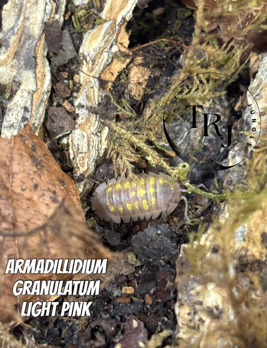 Armadillidium granulatum Light Pink Isopods