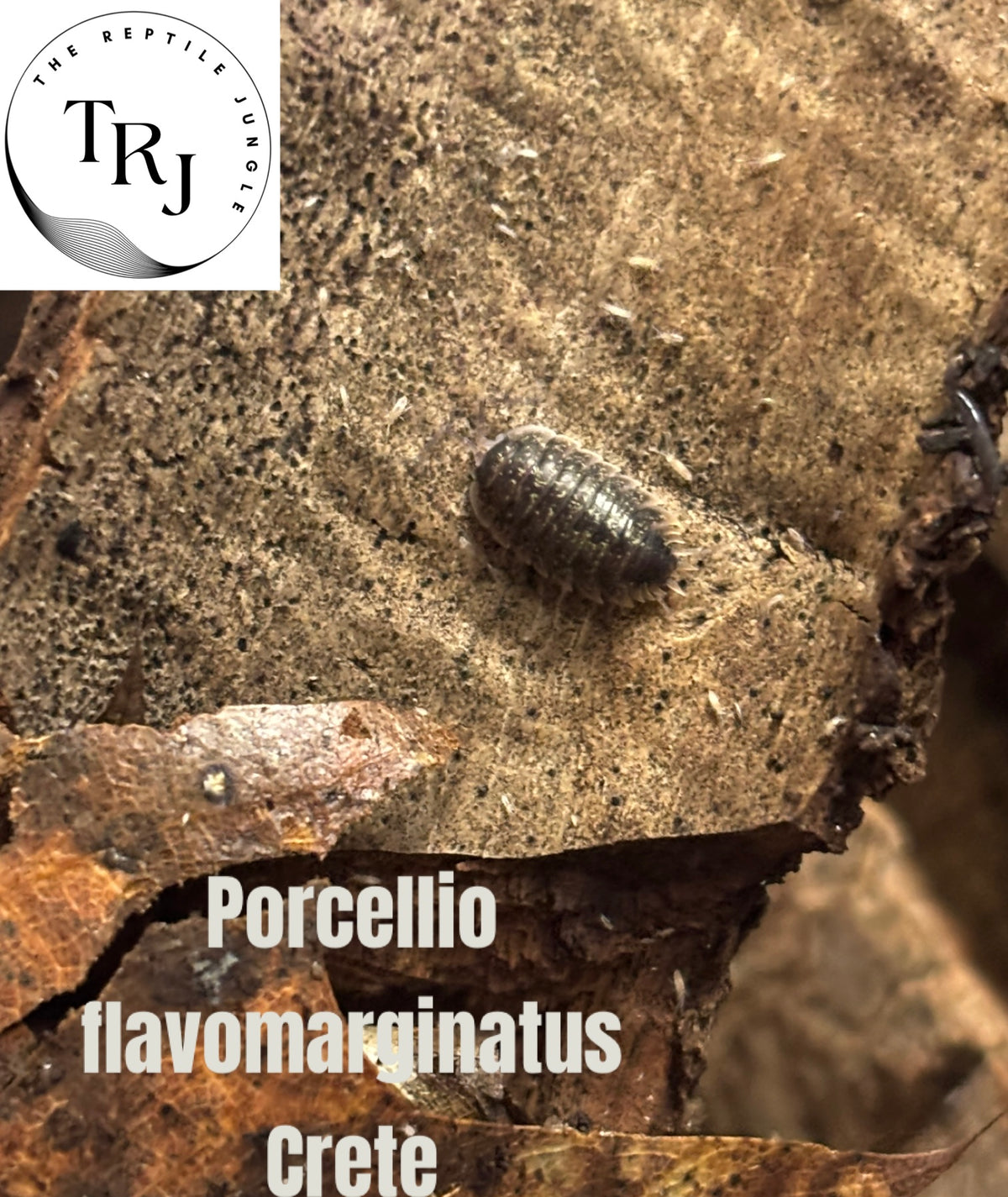Porcellio flavomarginatus Crete Isopods