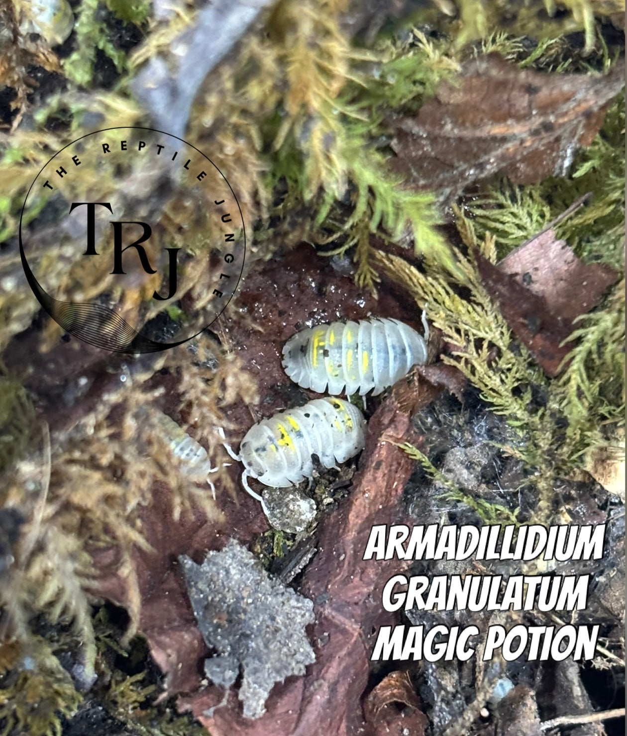 Armadillidium granulatum Magic Potion Isopods