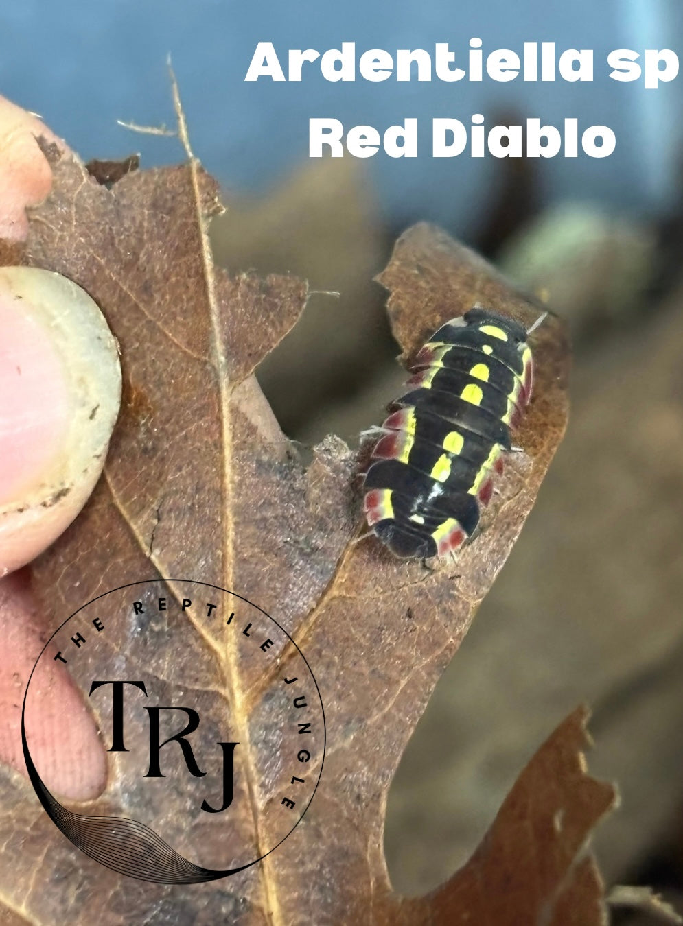 Ardentiella sp. Red Diablo Isopod