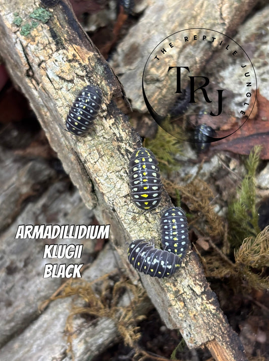 Armadillidium klugii black Isopods