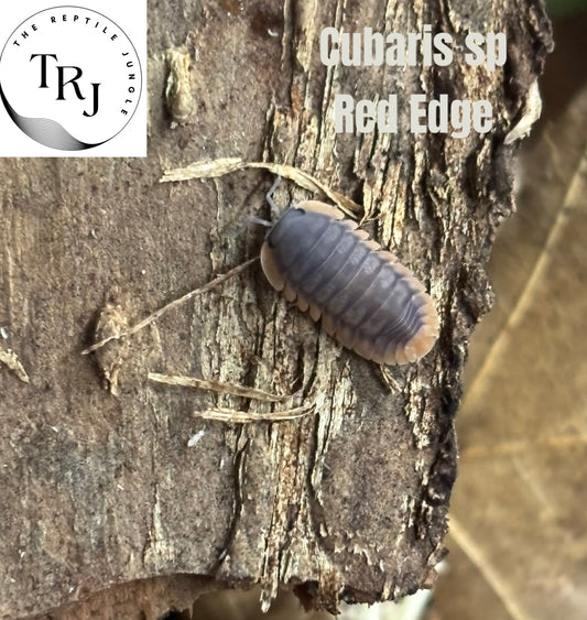 Cubaris sp Red Edge Isopods
