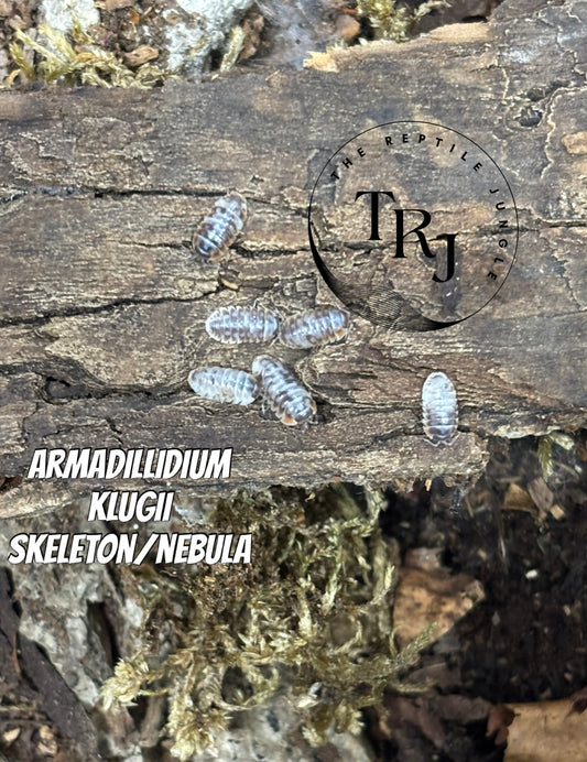 Armadillidium klugii skeleton/nebula Isopods