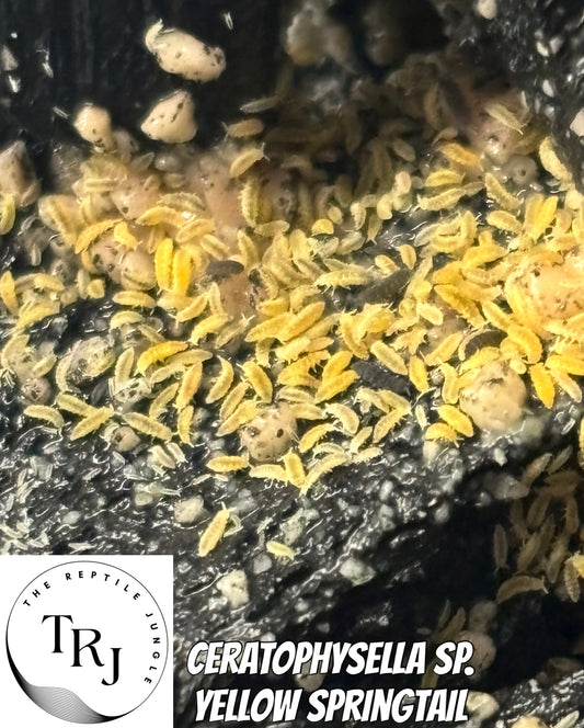 Ceratophysella sp. Yellow Springtail Culture, Springtails