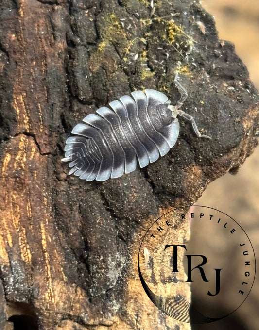 Porcellio Werneri Greek Sheild Isopods
