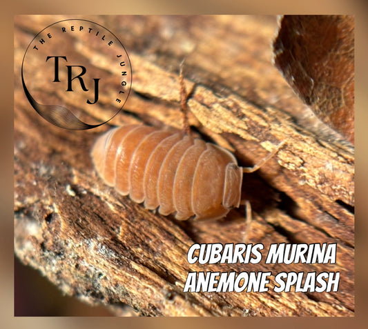Cubaris murina anemone splash
