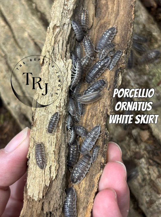 Porcellio ornatus white side Isopods