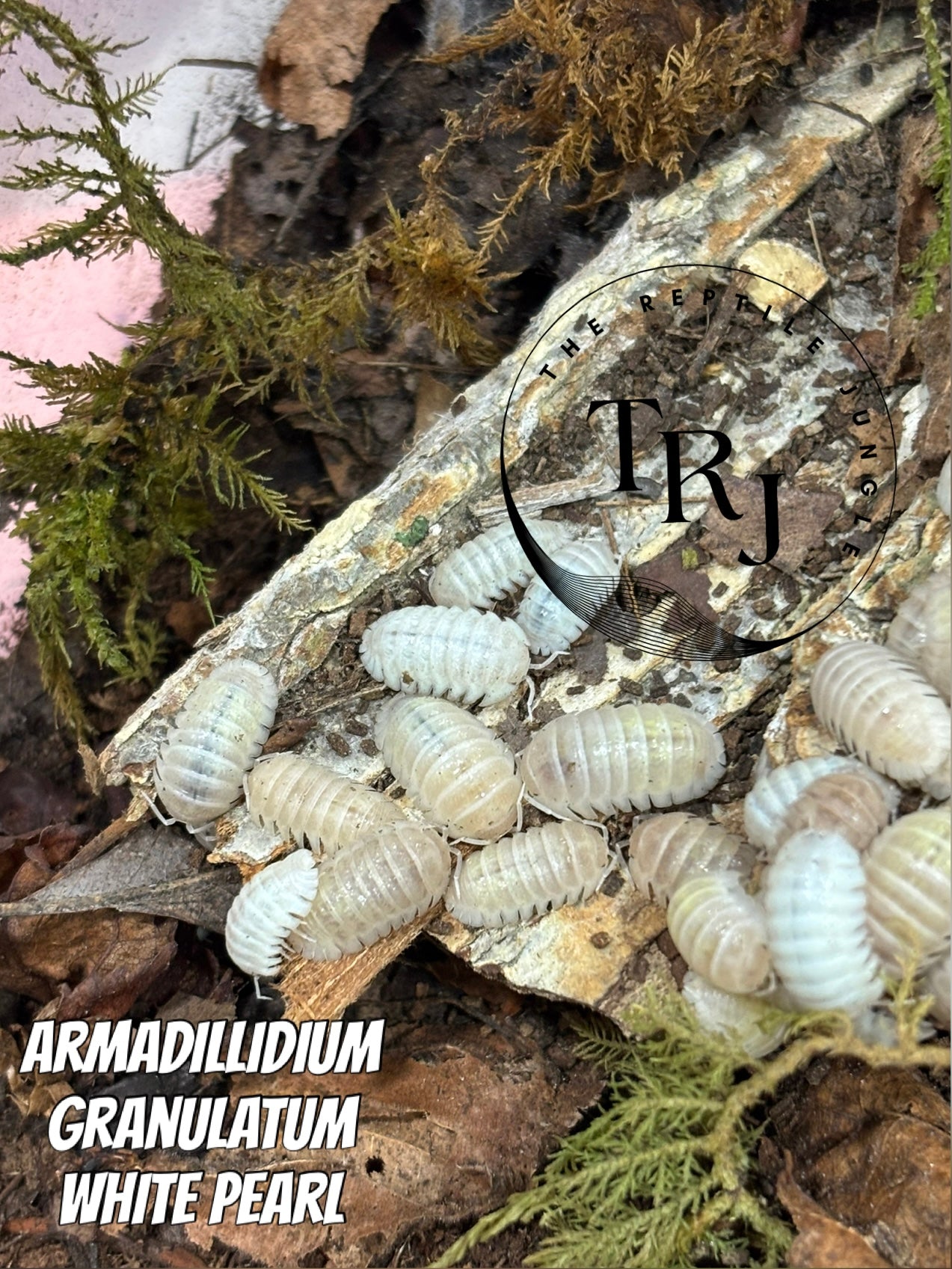 Armadillidium granulatum White Pearl Isopods
