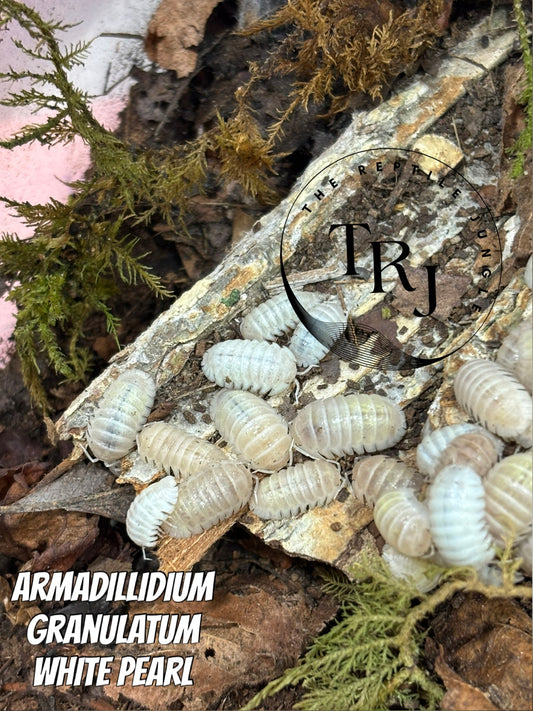 Armadillidium granulatum White Pearl Isopods