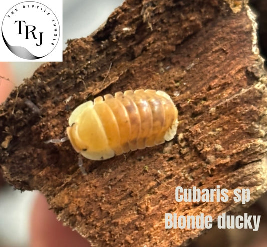 Cubaris sp Blonde Ducky Isopods