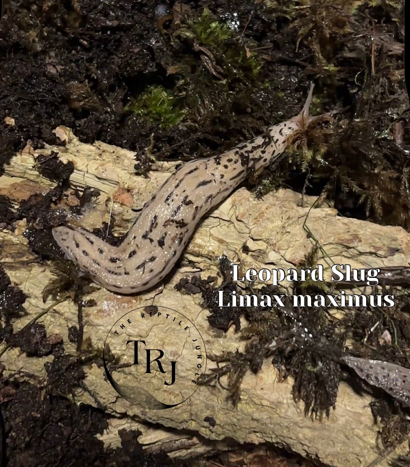 Leopard Slug, Limax maximus