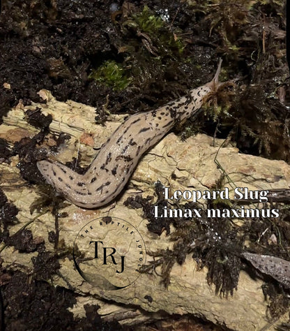 Leopard Slug, Limax maximus