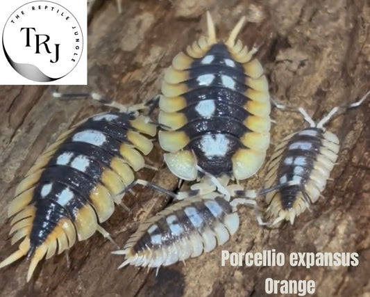 Porcellio expansus Orange Isopods