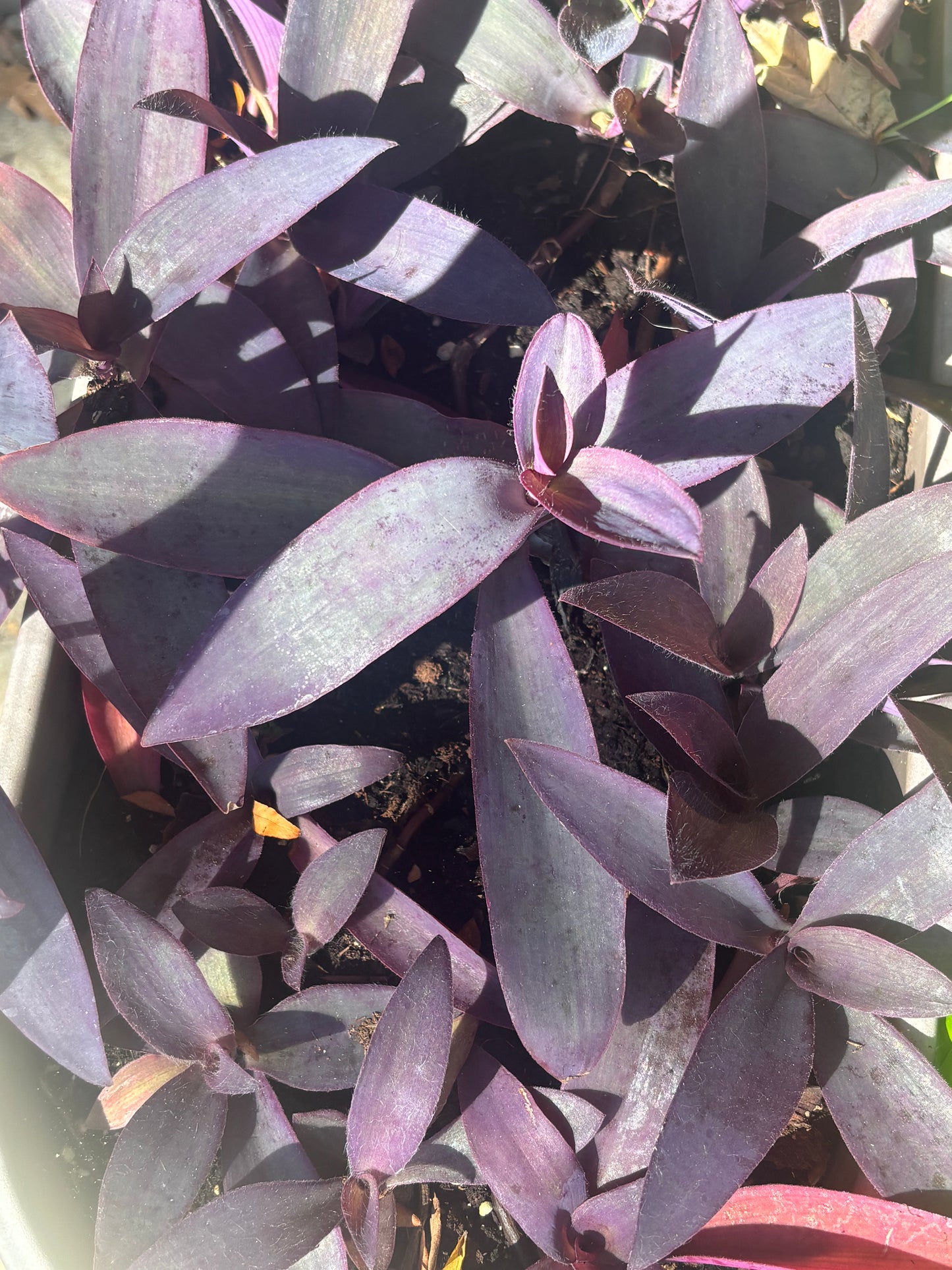 Tradescantia Pallida, Purple Heart Plant for terrarium, house plant