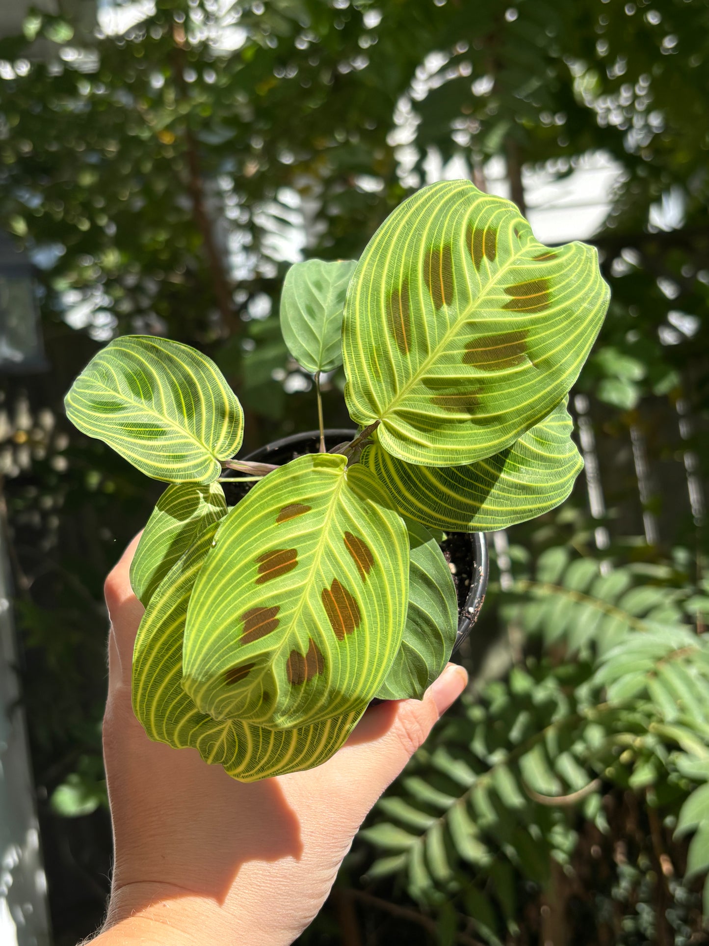 Maranta leuconeura Gold Lines Prayer Plant plant for Home, Terrarium Plant, House Plant
