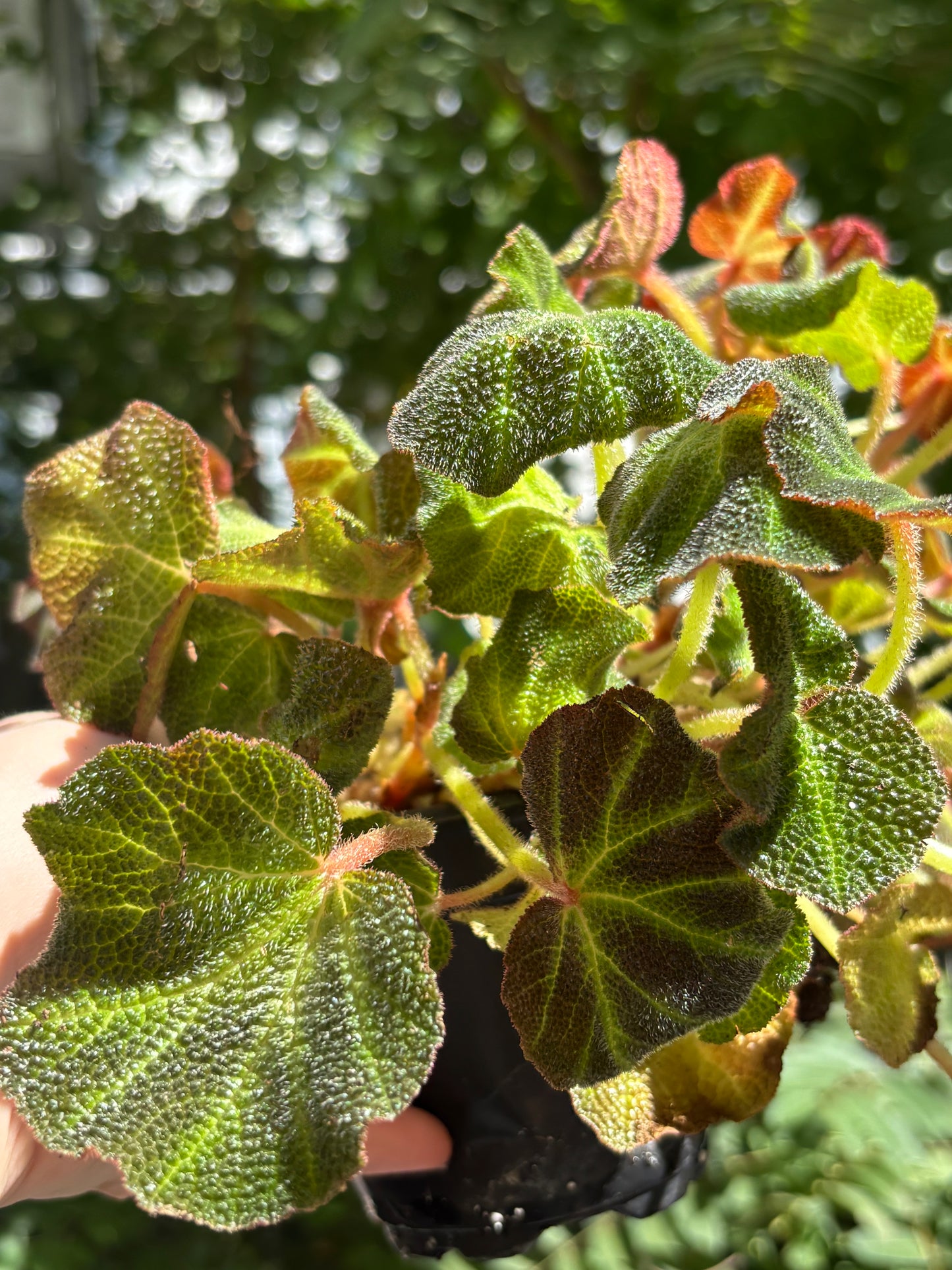 Begonia Soli mutata, plant for Vivarium, Terrarium Plant, House Plant