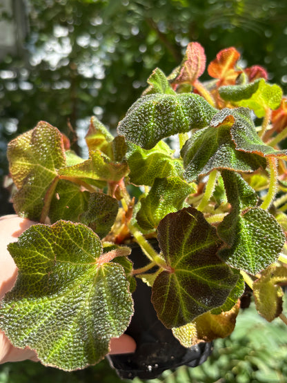 Begonia Soli mutata, plant for Vivarium, Terrarium Plant, House Plant