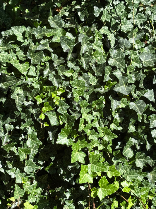 Ivy Plant, Vine for vivarium, terrarium plant