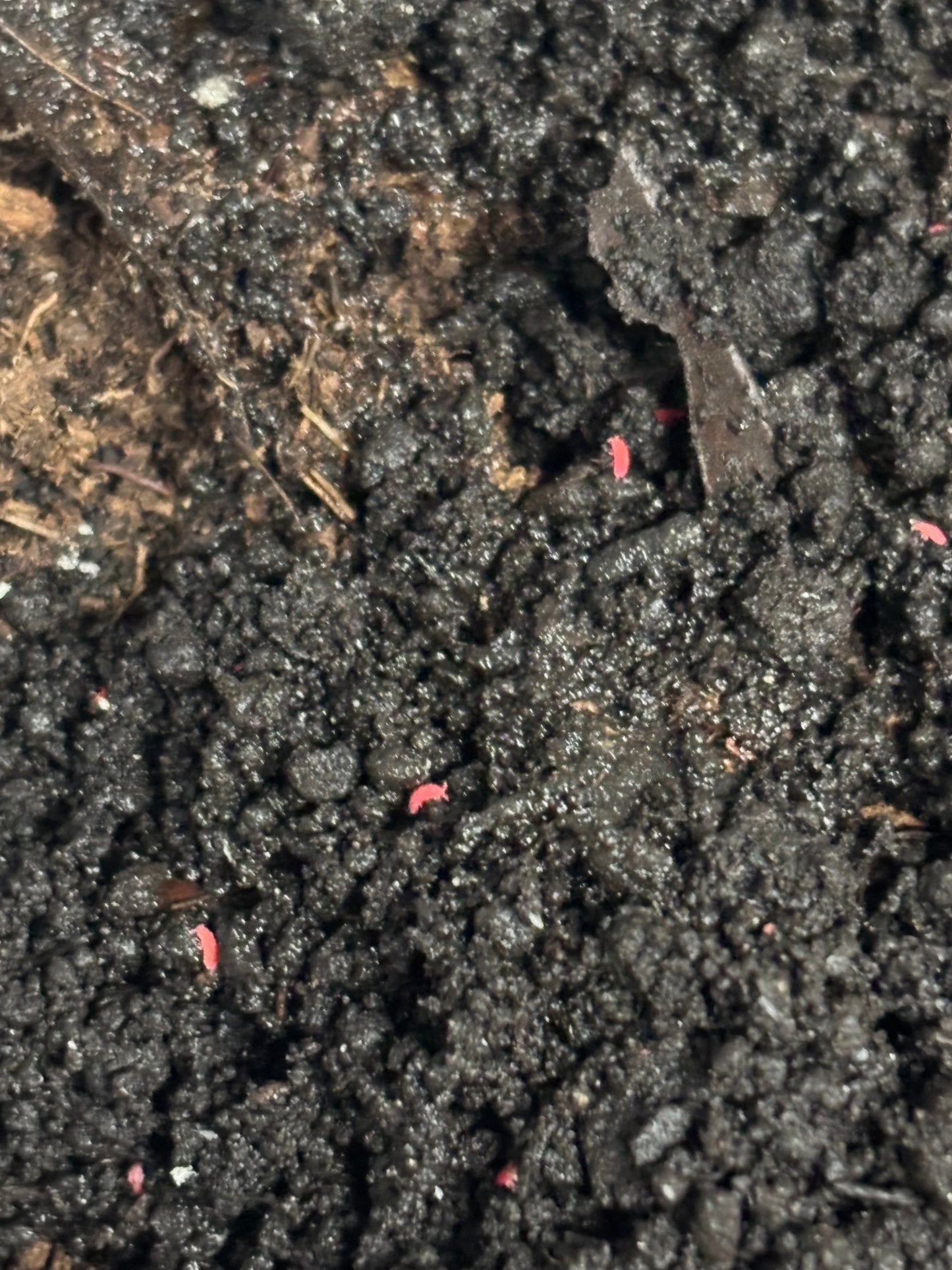 Lobella sp Thai Red Springtail Culture, Springtails