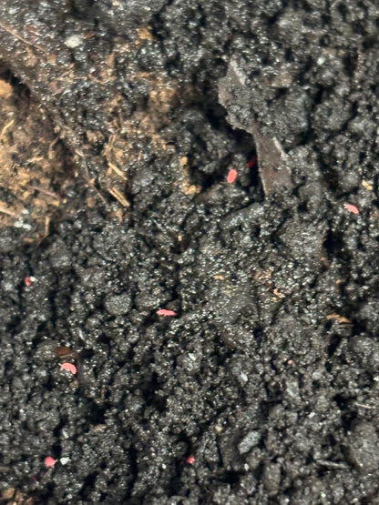 Lobella sp Thai Red Springtail Culture, Springtails