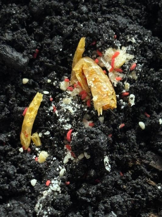 Lobella sp Thai Red Springtail Culture, Springtails