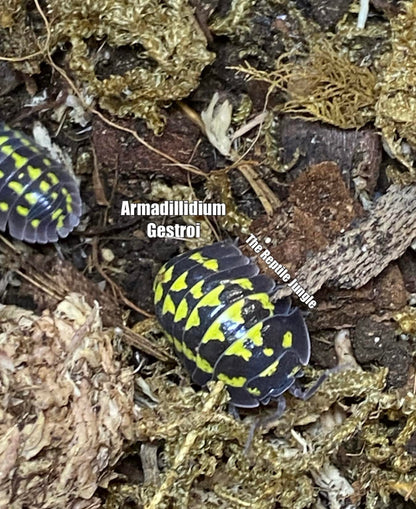 Armadillidium gestroi Isopods