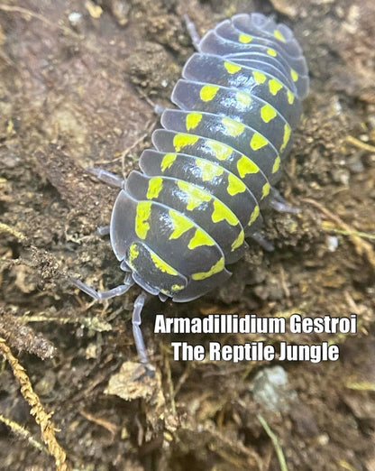 Armadillidium gestroi Isopods