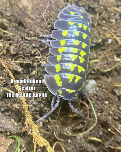 Armadillidium gestroi Isopods