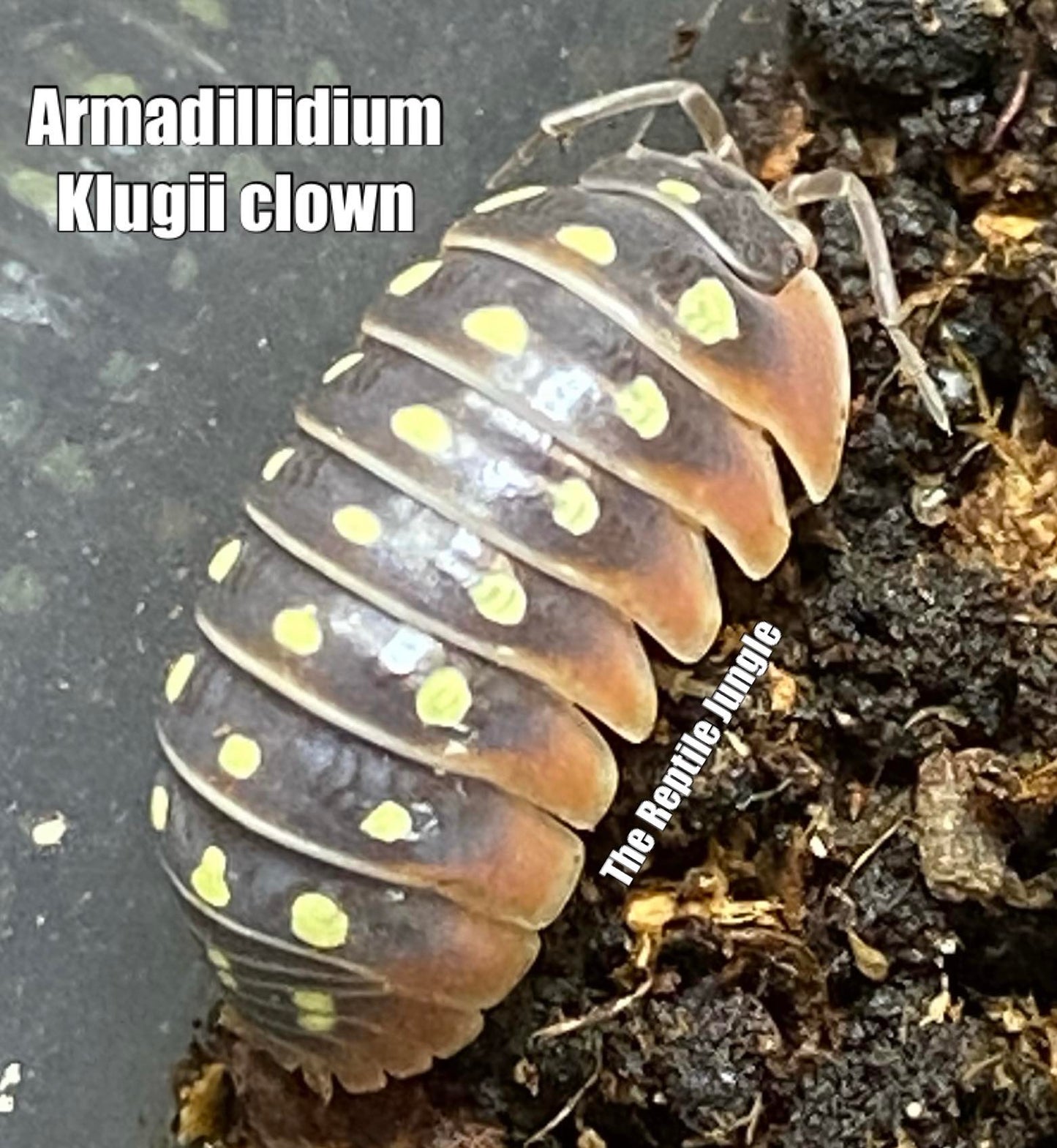 Armadillidium klugii Clown Isopods – The Reptile Jungle