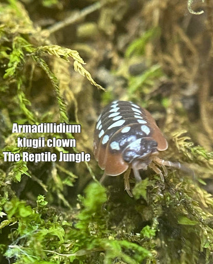 Armadillidium klugii Clown Isopods