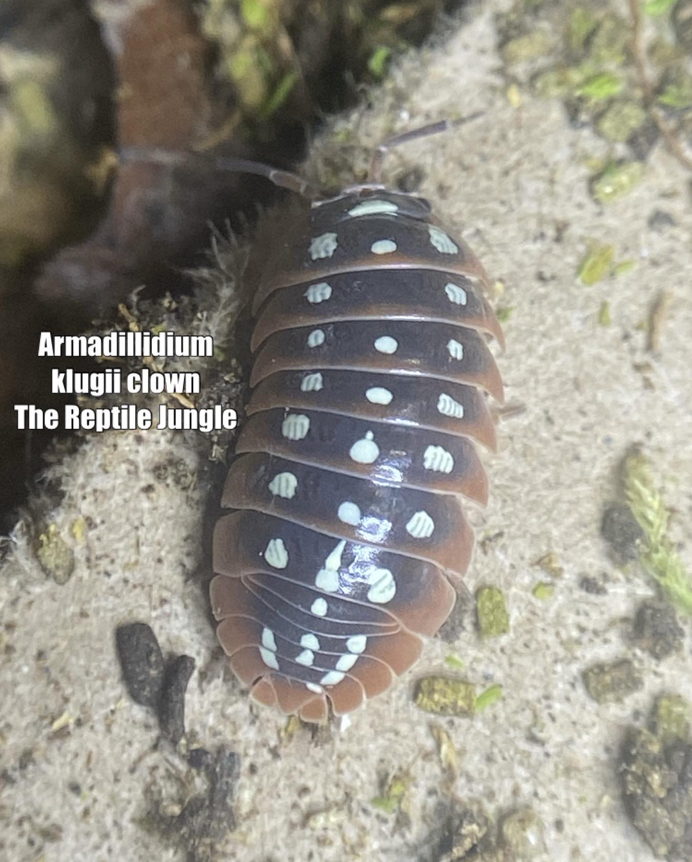 Armadillidium klugii Clown Isopods – The Reptile Jungle