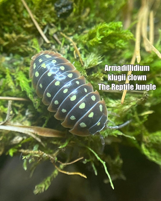 Armadillidium klugii Clown Isopods