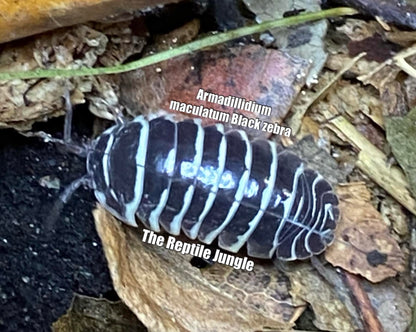 Armadillidium maculatum Black Zebra Isopods