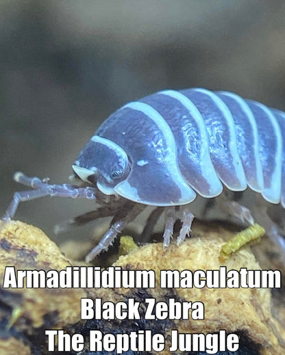 Armadillidium maculatum Black Zebra Isopods