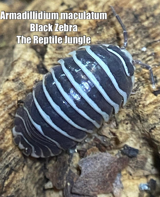 Armadillidium maculatum Black Zebra Isopods