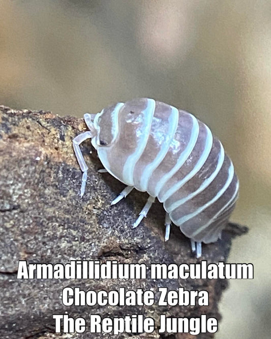 Armadillidium maculatum Chocolate Zebra Isopods