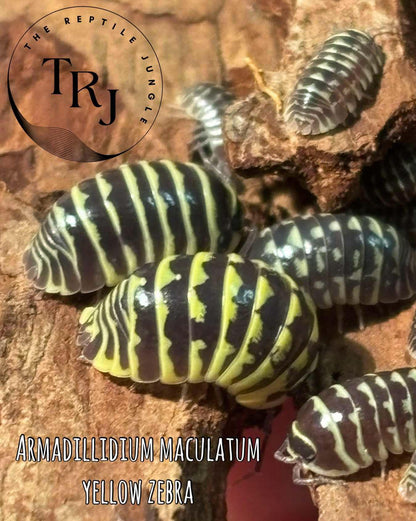 Armadillidium maculatum Yellow Zebra Isopods