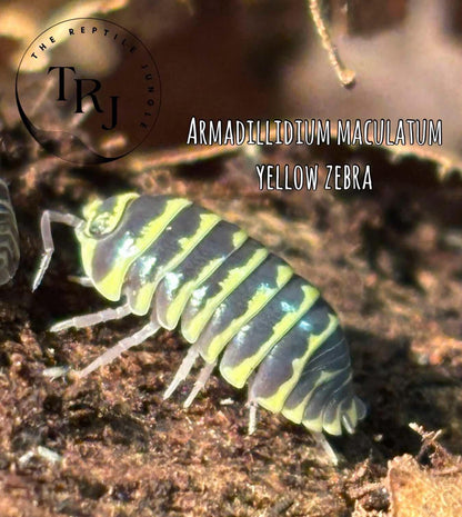 Armadillidium maculatum Yellow Zebra Isopods